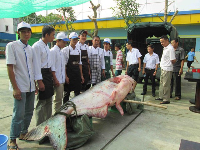 cá-khủng, cá-hô, cá-tra-dầu, cá-huyết-rồng, thủy-quái, Mê-kông, miền-Tây, nhà-hàng, Sài-Gòn,