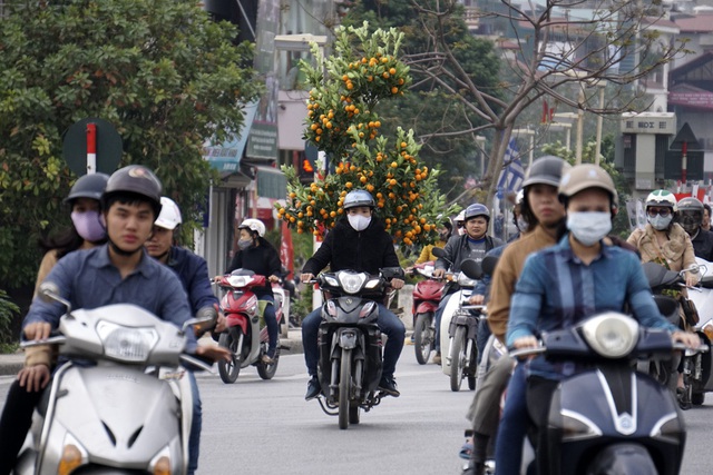 Những người trồng hoa Nhật Tân chở đào vào trung tâm thành phố.