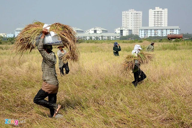 Người miền Tây lên Sài Gòn gặt lúa thuê kiếm tiền tiêu Tết 