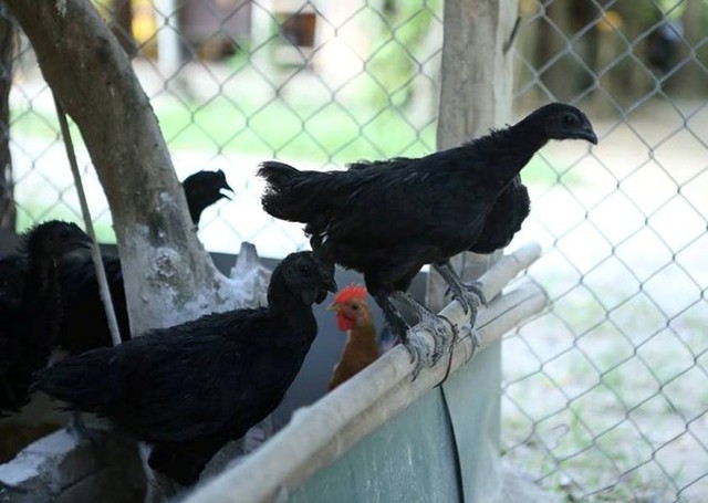 Những chú gà đen quý hiếm đang được nuôi tại trang trại anh Giáp. Ảnh: 