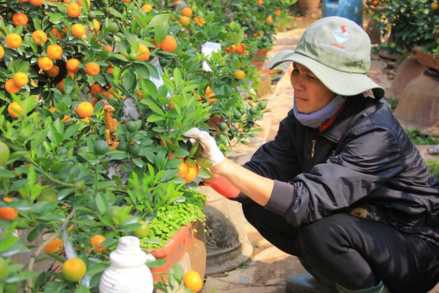 Trồng quất bonsai thu 400 triệu đồng/vụ ở Hà Nội