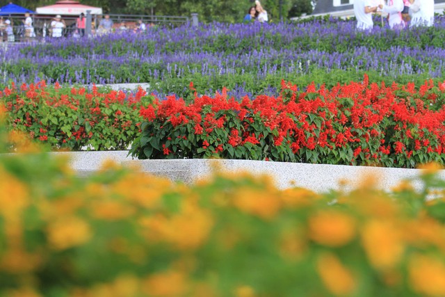 Năm 2015, Bà Nà Hills hoàn thiện tất cả các hạng mục nhỏ của công trình vườn hoa, tạo nên một điểm đến khó quên cho những du khách yêu thiên nhiên, yêu thích chụp ảnh và muốn đắm chìm trong hương sắc của vô số những bông hoa được Bà Nà Hills nâng niu, chăm sóc.