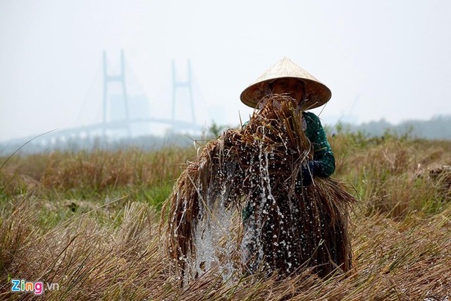 Người miền Tây lên Sài Gòn gặt lúa thuê kiếm tiền tiêu Tết 