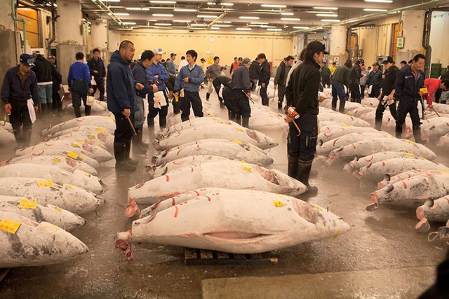 Để đảm bảo chất lượng, cá ngừ luôn được ướp lạnh khi mang ra đấu giá. Điều này khiến  nhiệt độ tại chợ Tsukiji lúc nào cũng thấp và bị phủ bởi một màn sương mỏng do khí lạnh từ hàng trăm con cá thoát ra.
