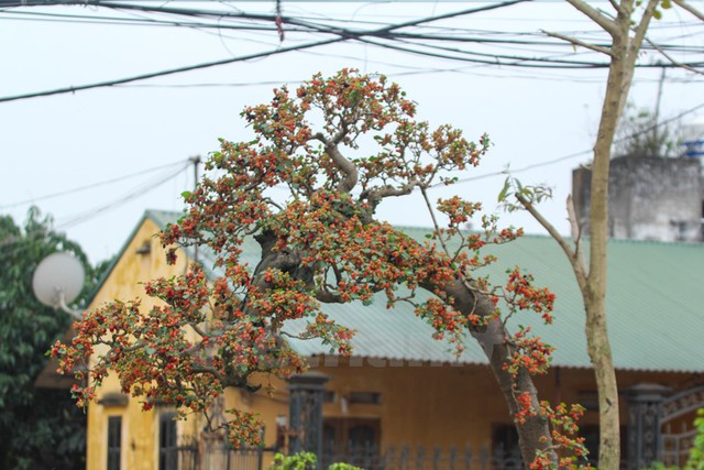 cây dâu cảnh, độc nhất vô nhị, Việt Nam