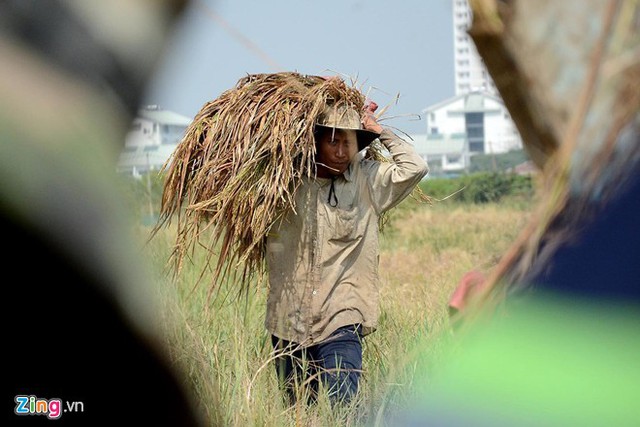 Người miền Tây lên Sài Gòn gặt lúa thuê kiếm tiền tiêu Tết 