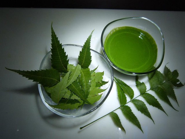 Cây neem khá dễ tìm tại nước ta, cũng là loại thảo dược có công dụng làm đẹp nhanh và hiệu quả.