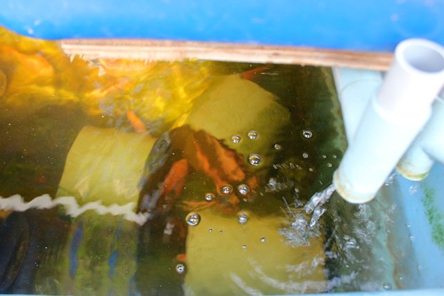 Trồng rau bằng đất sét, nuôi cá trên sân thượng ở Sài Gòn