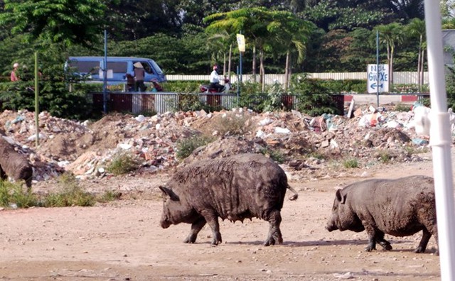 lợn-rừng, Sài-thành, Sài-Gòn, chăn-nuôi, nuôi-heo, nông-dân, quốc-lộ