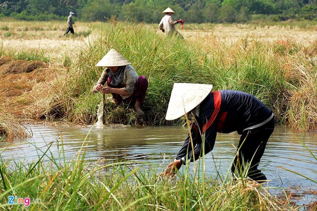 Người miền Tây lên Sài Gòn gặt lúa thuê kiếm tiền tiêu Tết 