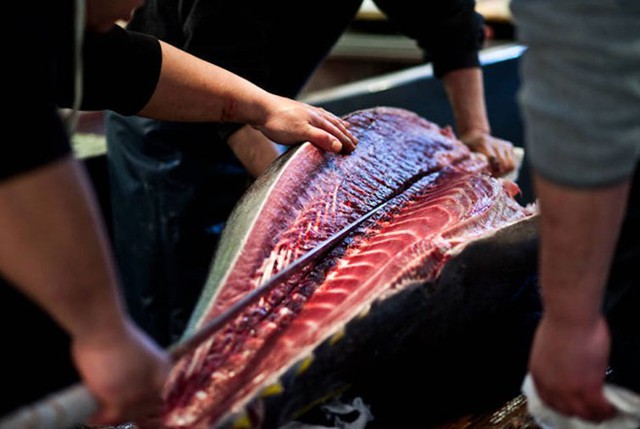 Rời chợ Tsukiji, cá được vận chuyển bằng xe tới các nhà hàng ngay trong ngày để chế biến món kuromaguro (sushi làm từ cá ngừ vây xanh) truyền thống. Người ta thường dùng một con dao có lưỡi dài và mảnh để cắt đôi con cá sau khi đã rửa sạch lớp băng dính phía ngoài. Nếu mua số lượng lớn, khách hàng có thể sử dụng dịch vụ cắt cá bằng máy ngay tại chợ. 
