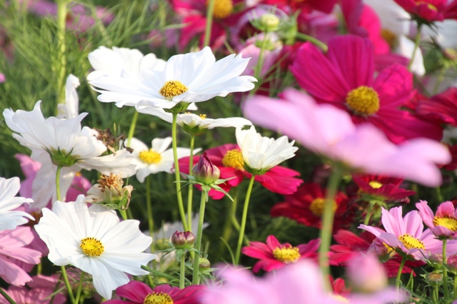 Được biết, để làm đường hoa Xuân Bạch Đằng - Đà Nẵng 2015, có hàng ngàn chậu hoa các loại.