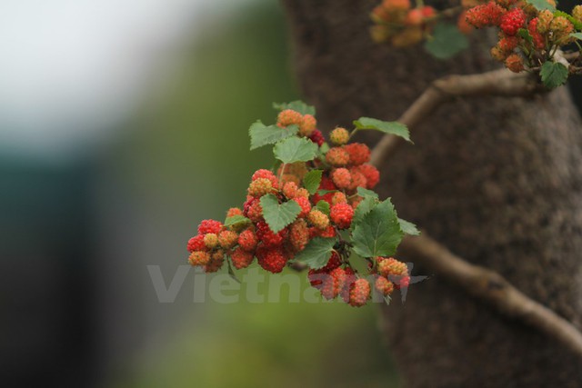 cây dâu cảnh, độc nhất vô nhị, Việt Nam