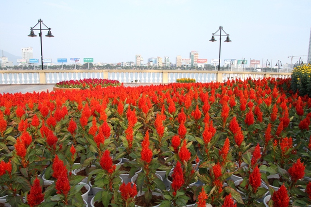 Rực rỡ đường hoa xuân bên bờ sông Hàn...