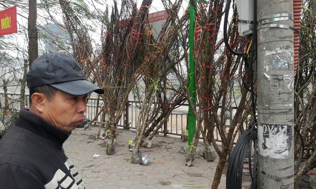Đào rừng đang đổ bộ về Hà Nội để bán dịp Tết.