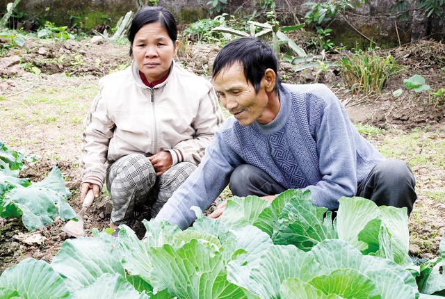 Vợ chồng ông Dầu học cách làm vườn để mưu sinh.