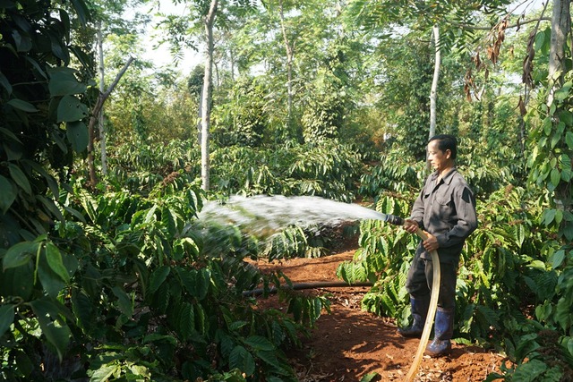 Nông dân trồng cà phê ở huyện Cư Mgar, tỉnh Đắc Lắc.