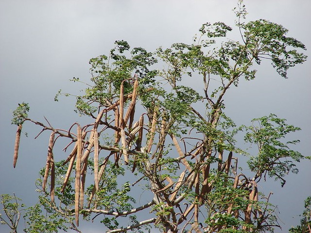 Cây Moringa cổ thụ trên đỉnh Himalaya