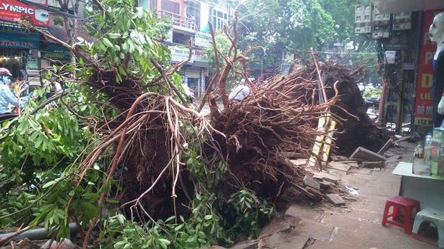 Cây xanh ở ngõ 110 Minh Khai đổ xuống đường khiến cô gái trẻ Đào Thị Oanh bị tử vong