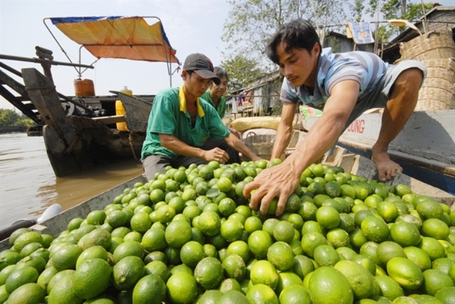 Chanh tươi từ các nhà vườn từ miền Tây đang hút hàng tại các chợ đầu mối ở TPHCM