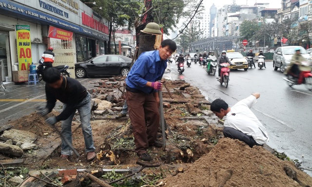 Nhiều Sở, ngành dính trách nhiệm trong vụ chặt hạ cây xanh ở Hà Nội. (Ảnh C.T)
