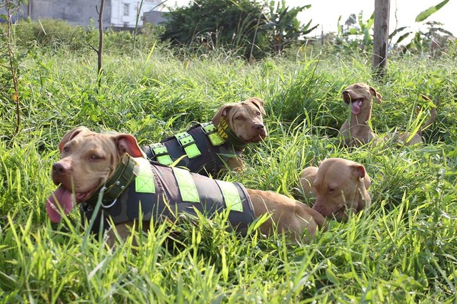 Đàn Pit Bull đang tập dượt cho mùa săn dê tới