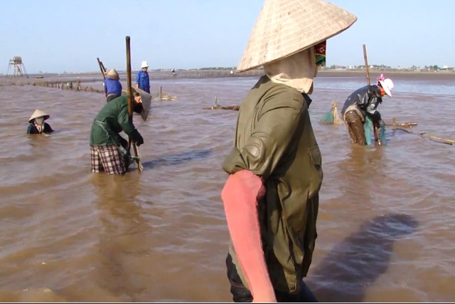 Dầm mình trong nước lạnh như thế này, nhưng công của những người cào ngao chưa được 200.000 đồng/ngày. 	Ảnh: T.G