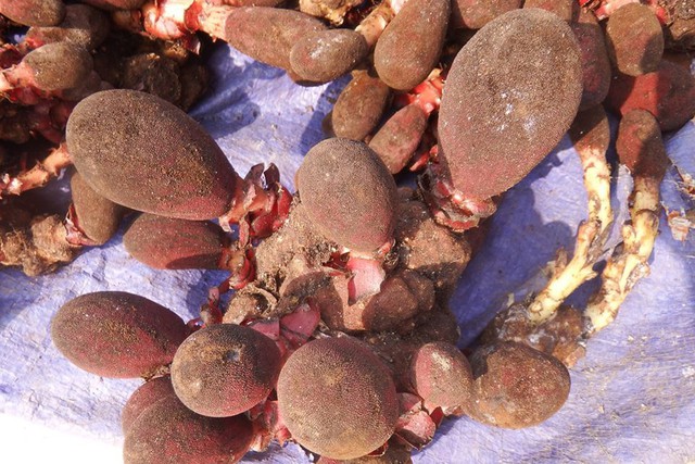 Nấm “ngọc cẩu” (tỏa dương) hiện đang được chào bán với giá 300.000- 500.000 đồng/kilogram.