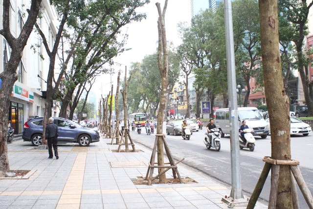 Việc chặt hạ, thay thế cây mới trên nhiều tuyến đường Hà Nội vừa qua gây nhiều bức xúc cho dư luận xã hội. 	
Ảnh: Chí Cường