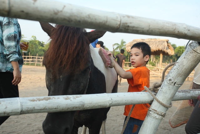 Bài học đầu tiên cho các bé là chăm sóc và làm quen với ngựa.