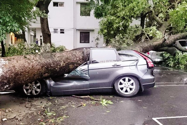 Thiệt hại về người, cây, xe cộ, tài sản… sau vụ dông tố ập đến bất ngờ ngày 13/6 tại Hà Nội quá lớn. 	Ảnh: ĐKLV