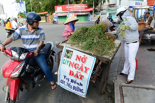 Tại một số địa phương, hoa “nở ngày đất” với lời  đồn thổi “chữa bách bệnh” đang được nhiều người săn lùng.	Ảnh: P.V