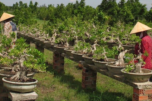 Một vườn cây cảnh mini ở xã Cao Viên, huyện Thanh Oai, Hà Nội. 	Ảnh: M.H