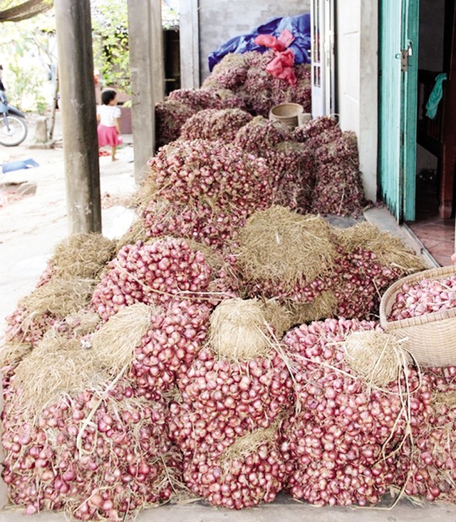 Hành đang được nông dân chất cao như núi ở Sóc Trăng. 	
	Ảnh: Việt Tường