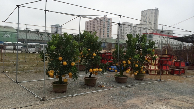 Chỉ có một số cây đào, bưởi loại lớn vừa được chuyển đến chợ hoa ở đường Hoàng Minh Giám.