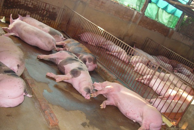 Lợn ăn “thuốc” là ngủ li bì.