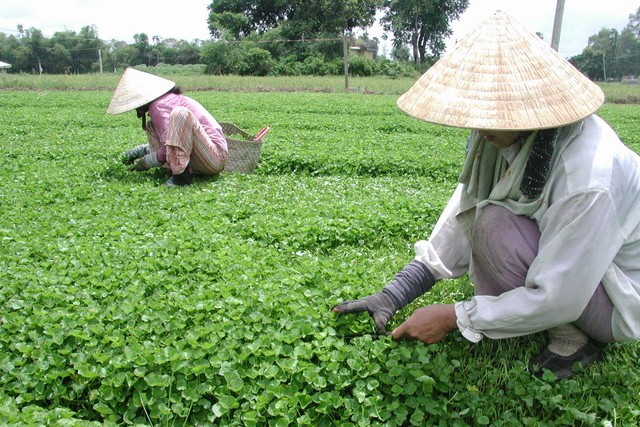 Giá rau xanh tại các vườn đã điều chỉnh tăng nhẹ do rét đậm thời gian chăm sóc kéo dài. 	Ảnh: M.Hạnh