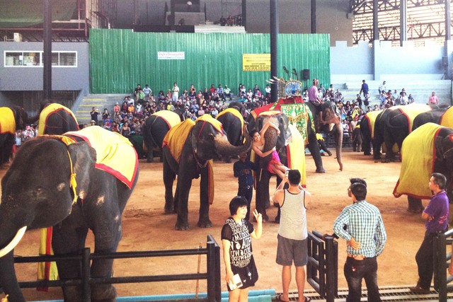 Muốn được voi bế, voi massage như thế này du khách phải trả 100 bath (khoảng 70.000 đồng). 	 Ảnh: Mai Hạnh