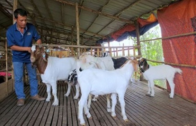 Mỗi con dê nặng chừng 30kg, được cho thuê với giá 350.000 đồng/ngày, được khuyến mãi thêm một nhân công... chăn dê