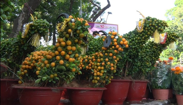 Những loại kiểng độc đáo trong mùa hoa tết năm nay.