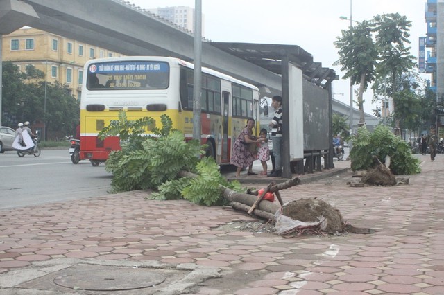 Cây xanh bật gốc đổ la liệt quanh bến xe bus (trên đường Nguyễn Trãi, quận Thanh Xuân)