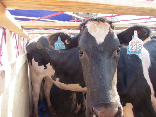 Những con bò sữa vẫn khỏe mạnh sau chặng đường dài vượt đại dương từ Australia