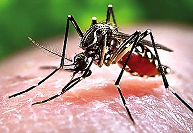 Muỗi là nguyên nhân lây truyền dịch bệnh sốt xuất huyết. Diệt lăn quăn sẽ góp phần thiết thực phòng chống dịch bệnh này.