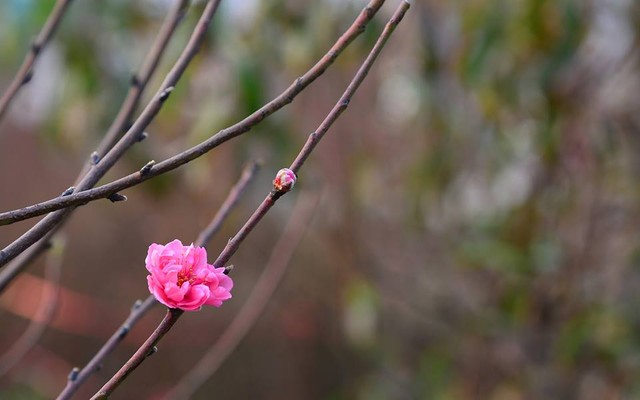 
Hai loại đào chính được bày bán là đào phai và đào đỏ...
