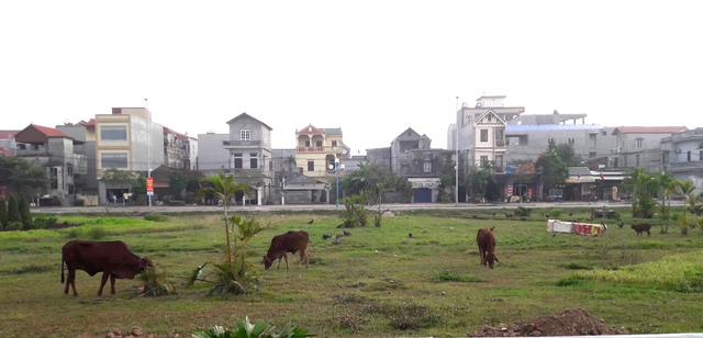 
Tuy nhiên, sau khi Hà Nội dừng cắt cỏ thì khu vực này biến thành cánh đồng cỏ tốt um tùm.
