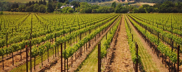 Không chỉ là nơi trồng nho, sản xuất rượu nho mà nơi đây còn là điểm du lịch tuyệt đẹp dành cho những ai yêu thích thiên nhiên, ngắm cảnh đồi nho nối tiếp nhau xa tít tắp.