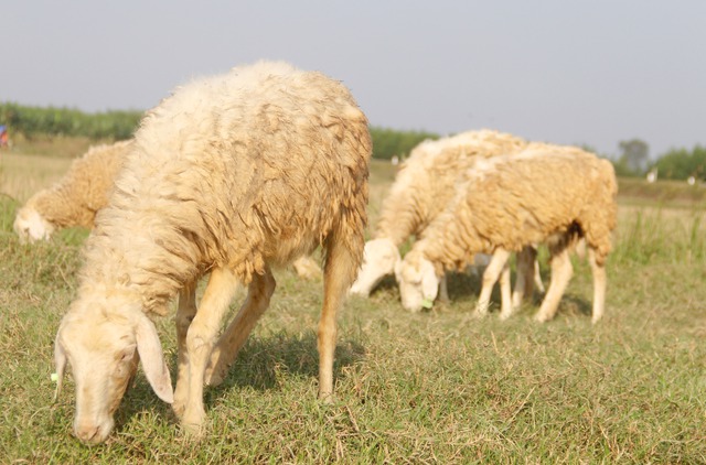 Những chú cừu nối đuôi nhau ăn cỏ trên các bờ ruộng lúa thu hút nhiều sự quan tâm của người đi đường mỗi lúc có dịp ngang qua.