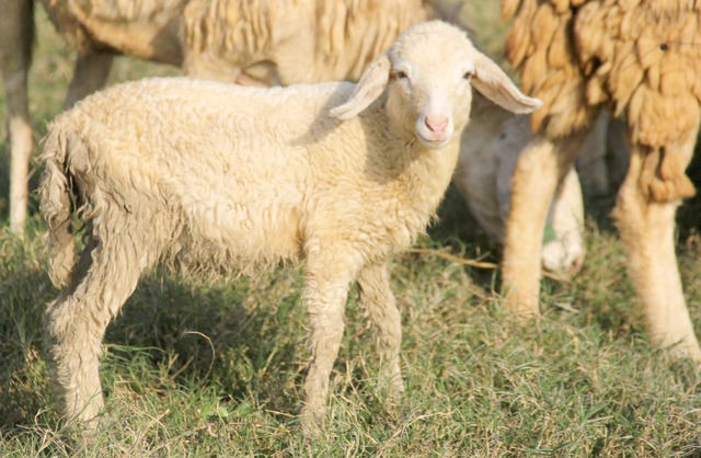 
Hiện trại cừu của anh Tứ đã có gần 100 con, trong đó có gần 10 con đang bước vào giai đoạn sinh sản. Chủ trang trại cừu này cũng nhận tư vấn cách nuôi và bán giống cừu. Hiện thịt cừu cũng được anh Tứ bán với giá 200.000 đồng/kg.
