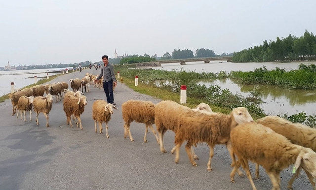 Cừu được đánh giá rất “lỳ”, khi có người lạ tiếp xúc hay tới gần. Không ít chủ các đàn cừu ở Việt Nam đã trở thành điểm ngắm, và chụp hình lý tưởng cho các bạn trẻ, gia đình.