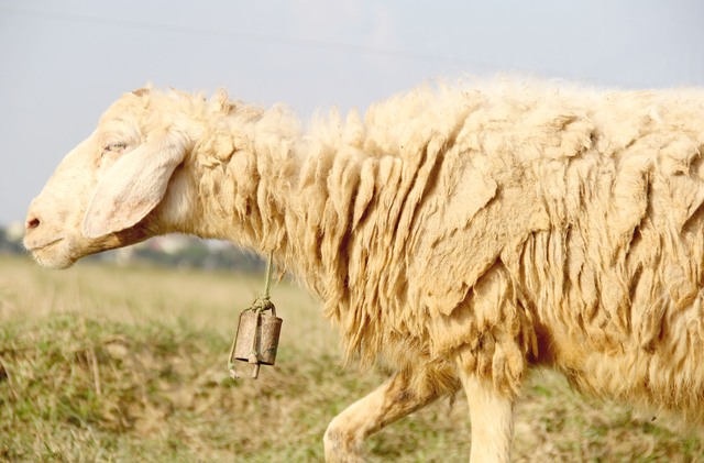 Những “chú” cừu được chủ nhân gắn một chiếc chuông ở cổ để chăn thả tự do trên đồng dễ dàng hơn.